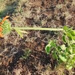 Leonotis nepetifolia Vekstform