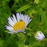 Erigeron annuus പുഷ്പം