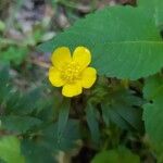 Ranunculus hispidus Flower