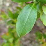 Vaccinium cylindraceum Hoja