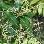 Pieris formosa Fula