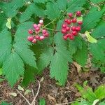 Actaea rubra Frukt