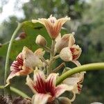 Acropogon mesophilus Flor