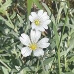 Cerastium tomentosum Λουλούδι