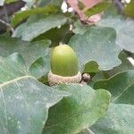 Quercus canariensis Fruit