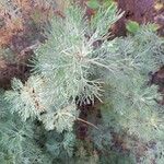 Artemisia alba Likasa