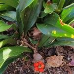 Rohdea japonica পাতা