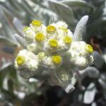 Pseudognaphalium sandwicensium फूल