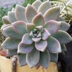 Sedum mendozae 叶