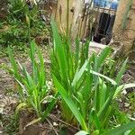 Iris versicolor Celota