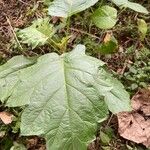 Solanum torvum Blatt