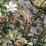 Spergularia rubra Fruto