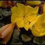 Oenothera xylocarpa Flor