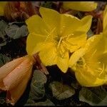 Oenothera xylocarpa