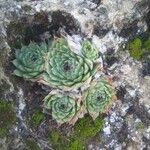 Sempervivum calcareum Лист