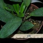Maxillaria confusa Otro