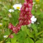 Rumex thyrsoides Floare