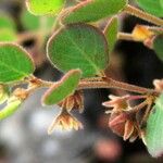 Phyllanthus betsileanus Leaf