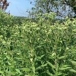 Eupatorium altissimum Levél