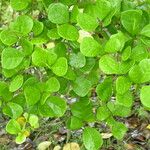 Chrysobalanus icaco Feuille