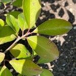 Viburnum prunifolium Levél