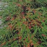 Cotoneaster adpressus Habitus