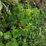 Tropaeolum minus Folla