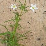 Spergula morisonii 花