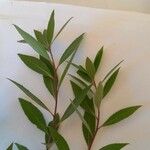 Maytenus boaria Hoja