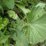 Geum pyrenaicum Blatt