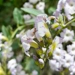 Duranta serratifolia Flor