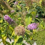 Buddleja japonicaLehti