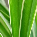 Chlorophytum comosum Leaf