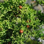 Juniperus pinchotii ᱛᱟᱦᱮᱸ