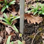 Galanthus × allenii Otro