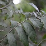 Morisonia verrucosa List