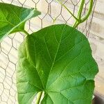 Cucumis melo Φύλλο