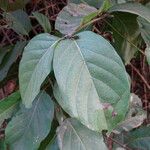 Nauclea latifolia Folio