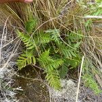 Pleopeltis subvestita 整株植物