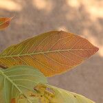 Combretum adenogonium Leaf