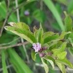 Cyrtocymura scorpioides Flower