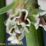 Polygonum raii Fleur