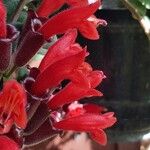 Scutellaria costaricana Fiore