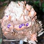 Goeppertia inocephala Flower