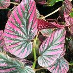 Begonia brevirimosa Leaf