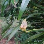 Maxillaria egertoniana Cvet