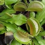 Dionaea muscipula Leaf