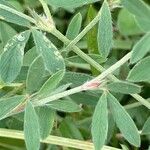 Trifolium arvense Leaf