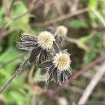 Knautia macedonica Fruit