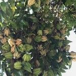 Diospyros whyteana Fruto